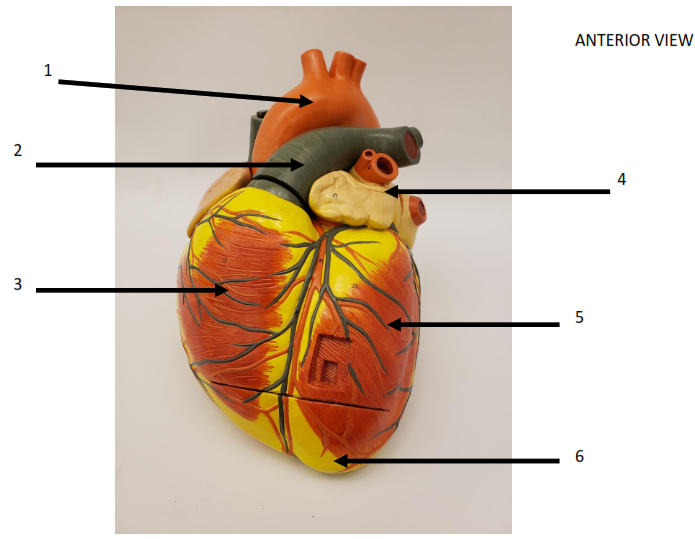 anatomy of the heart quizzes
