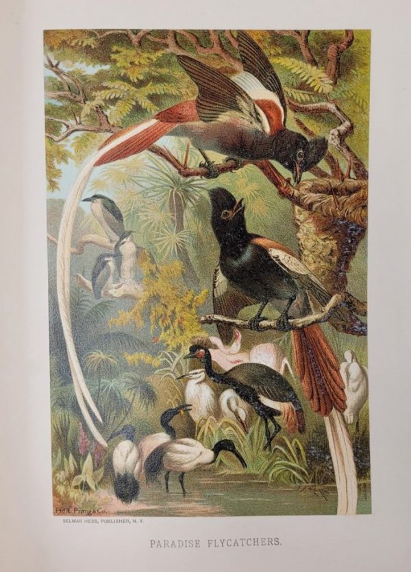 Image of the birds called Paradise Flycatchers in a nature scene with trees and other foliage