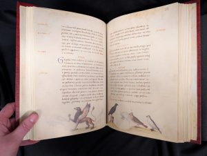 Illustration of a griffin and some birds on a page of the Book of Animals by Petrus Candidus