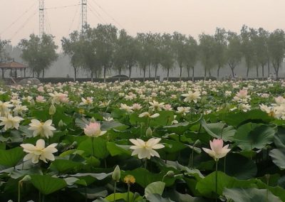 Lotus pond in the farm resort