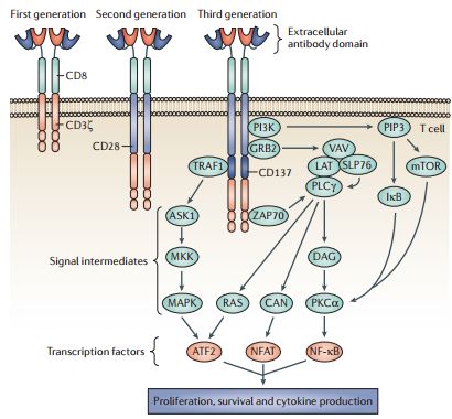 The design of successive generations of CARs. Developments in chimeric antigen receptor (CAR) structure have led to several design formats that are termed generations, which primarily differ in their cytoplasmic signalling domains. First-generation CARs contained a single cytoplasmic signalling domain that was derived from either CD3ζ or FcεRIγ. Co-stimulatory signals were lacking in these first-generation CARs, and consequently T cell responses against tumour cells were suboptimal. Therefore, second-generation CARs were developed that contained a co-stimulatory domain, represented in the figure by CD28, but could be derived from CD27, CD134, CD137, CD244, inducible T cell co-stimulator (ICOS) or leukocyte C terminal SRC kinase (LCK). Third-generation receptors have an additional signalling domain, represented in the figure by CD137. Although not fully characterized, the inclusion of additional cytoplasmic domains could trigger several molecular signalling pathways as shown, leading to the amplification of the response against tumour antigen. These pathways could be initiated by the association of ZAP70, TNF receptor-associated factor 1 (TRAF1), PI3K and growth factor receptor-bound protein 2 (GRB2) with elements in the cytoplasmic domain of CARs, leading to the triggering of signalling intermediates and gene transcription. With successive generations of CARs, the complex signalling events that normally occur within an immune synapse between T cells and antigen are more closely replicated, enabling a stronger response to cancer cells. ASK1, apoptosis signal-regulating kinase 1; ATF2, activating transcription factor 2; CAN, calcineurin; DAG, diacylglycerol; LAT, linker for activation of T cells; MKK, MAP kinase kinase; NFAT, nuclear factor of activated T cells; NF κB, nuclear factor κB; PIP3, phosphatidylinositol- (3,4,5)-trisphosphate; PKCα, protein kinase Cα; PLCγ, phospholipase Cγ; SLP76, SH2 domain-containing leukocyte protein of 76 kDa. REVIEWS NATURE REVIEWS | CANCER VOLUME 13 | AUGUST 2013 | 531 © 2013 Macmillan http://www.nature.com/nrc/journal/v13/n8/full/nrc3565.html