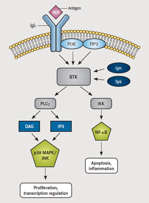 cancer lymphoma kinase btk antibodies pathway inhibitors monoclonal alone breast cell better than pi3k