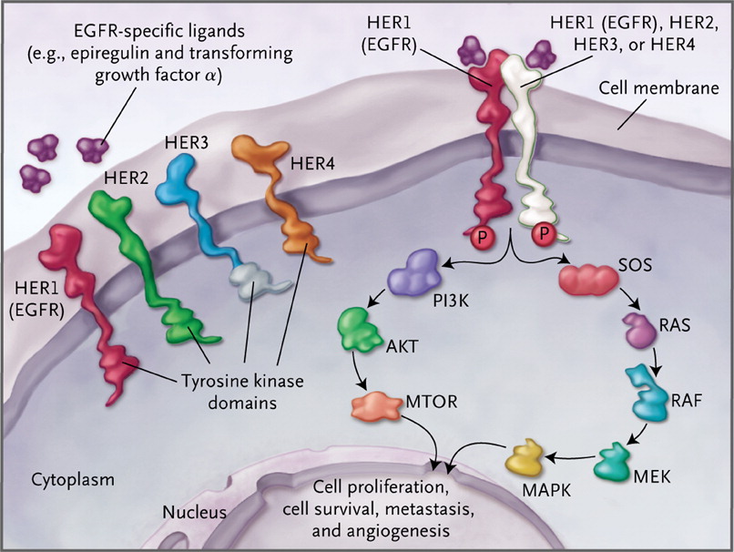 EGFRm+ nonsmall cell lung cancer new treatments in