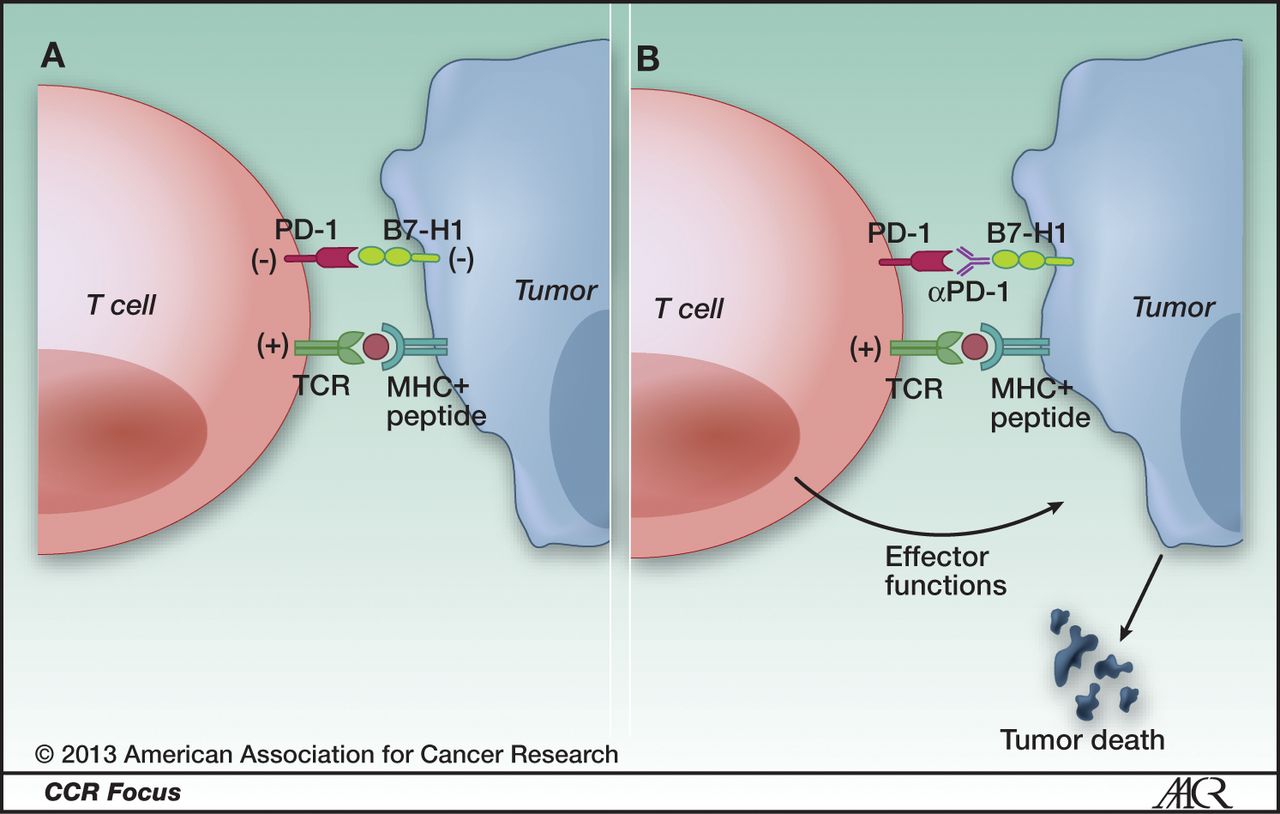 Cancer Immunotherapy Projections Immune Checkpoint Inhibitors Lead The Way Cancer Biology 