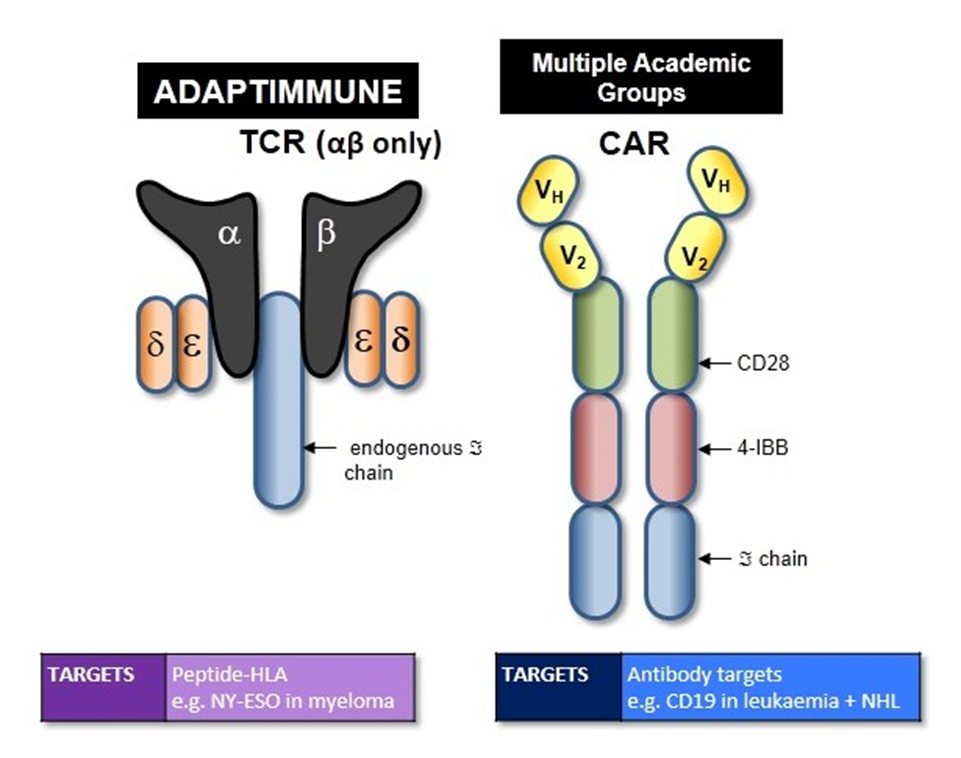 Unum’s AntibodyDirected T Cells Differentiated from CAR