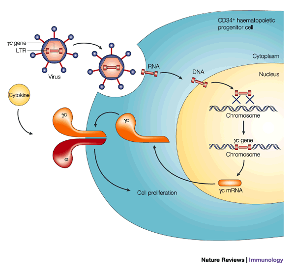 Lentiviral Vectors For Gene Transfection In Car T Cell Therapy Cancer Biology