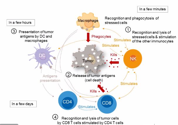 Innate Immunity Cancer Biology