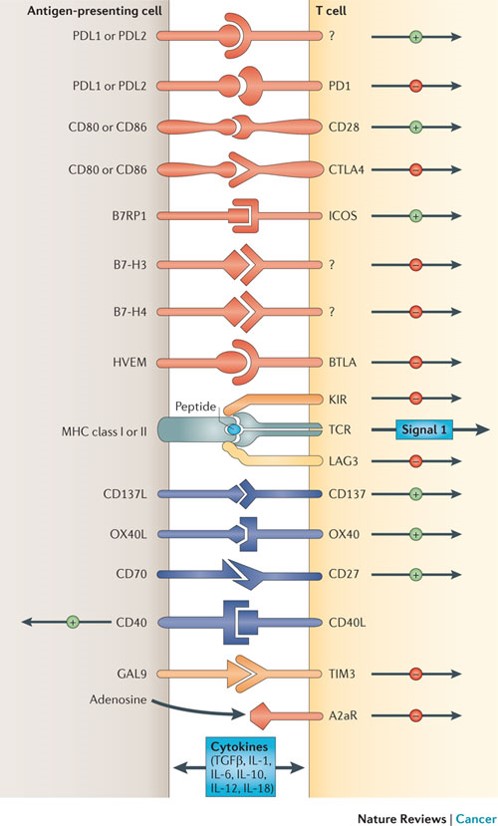 Figure 1: Depicted are various ligand–receptor interactions between T cells and antigen-presenting cells (APCs) that regulate the T cell response to antigen (which is mediated by peptide–major histocompatibility complex (MHC) molecule complexes that are recognized by the T cell receptor (TCR)). These responses can occur at the initiation of T cell responses in lymph nodes (where the major APCs are dendritic cells) or in peripheral tissues or tumours (where effector responses are regulated). In general, T cells do not respond to these ligand–receptor interactions unless they first recognize their cognate antigen through the TCR. Many of the ligands bind to multiple receptors, some of which deliver co-stimulatory signals and others deliver inhibitory signals. In general, pairs of co-stimulatory–inhibitory receptors that bind the same ligand or ligands — such as CD28 and cytotoxic T-lymphocyte-associated antigen 4 (CTLA4) — display distinct kinetics of expression with the co-stimulatory receptor expressed on naive and resting T cells, but the inhibitory receptor is commonly upregulated after T cell activation. One important family of membrane-bound ligands that bind both co-stimulatory and inhibitory receptors is the B7 family. All of the B7 family members and their known ligands belong to the immunoglobulin superfamily. Many of the receptors for more recently identified B7 family members have not yet been identified. Tumour necrosis factor (TNF) family members that bind to cognate TNF receptor family molecules represent a second family of regulatory ligand–receptor pairs. These receptors predominantly deliver co-stimulatory signals when engaged by their cognate ligands. Another major category of signals that regulate the activation of T cells comes from soluble cytokines in the microenviron-ment. Communication between T cells and APCs is bidirectional. In some cases, this occurs when ligands themselves signal to the APC. In other cases, activated T cells upregulate ligands, such as CD40L, that engage cognate receptors on APCs. A2aR, adenosine A2a receptor; B7RP1, B7-related protein 1; BTLA, B and T lymphocyte attenuator; GAL9, galectin 9; HVEM, herpesvirus entry mediator; ICOS, inducible T cell co-stimulator; IL, interleukin; KIR, killer cell immunoglobulin-like receptor; LAG3, lymphocyte activation gene 3; PD1, programmed cell death protein 1; PDL, PD1 ligand; TGFβ, transforming growth factor-β; TIM3, T cell membrane protein 3. http://www.nature.com/nrc/journal/v12/n4/fig_tab/nrc3239_F1.html