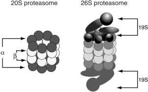Proteasome-1