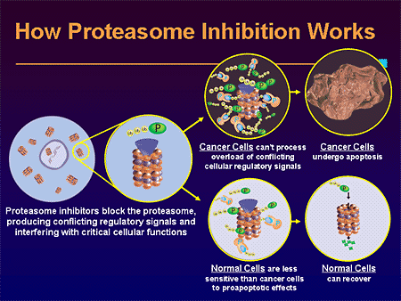 Proteasome Inhibition-1