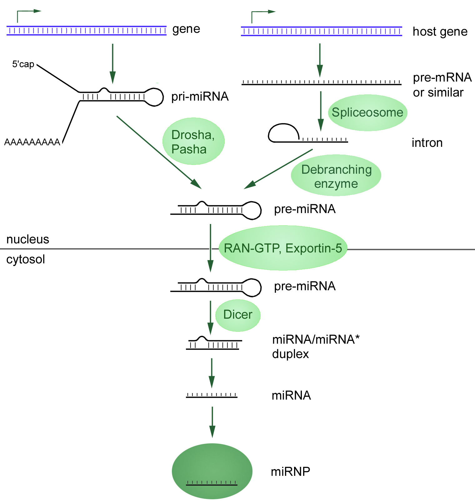 mRNA yapısında protein var mı?