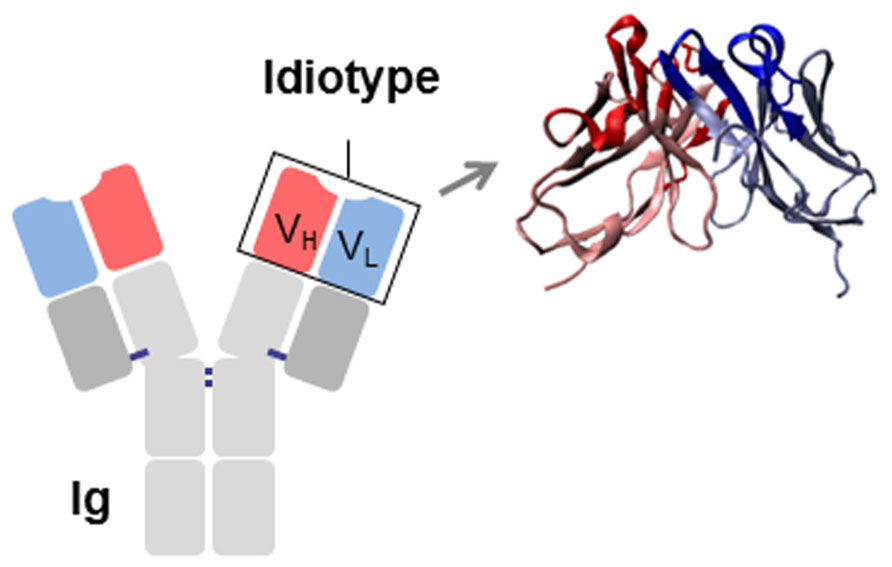 Idiotypes as immunogens: facing the challenge of inducing strong