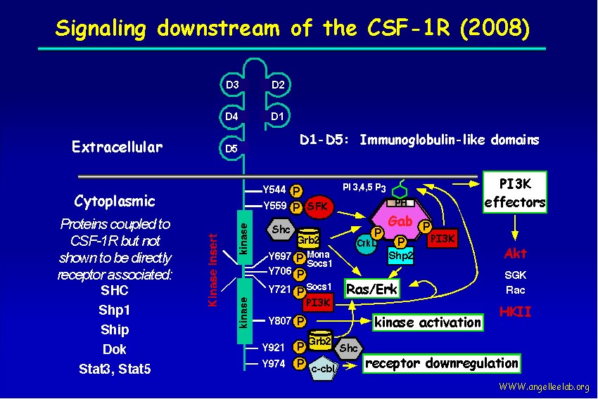 oncogenes and