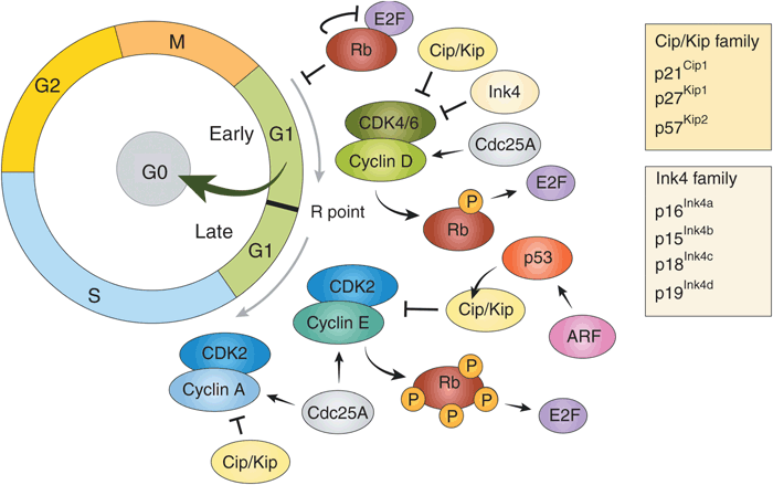 cell cycle CDK46