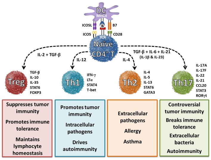 Lyceras Ror Gamma Agonists For Cancer Immunotherapy Cancer Biology