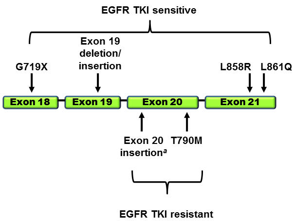 mutations in EGFR