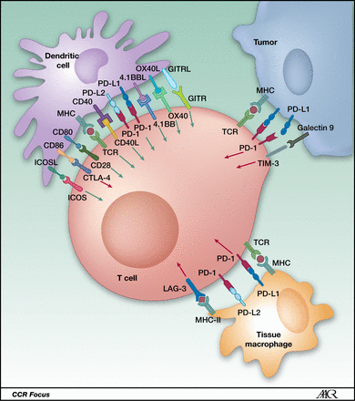 Costimulatory and co-inhibitory ligand–receptor interactions between a T cell and a dendritic cell, a tumor cell, and a macrophage, respectively, in the tumor microenvironment. http://clincancerres.aacrjournals.org/content/19/19/5300.figures-only