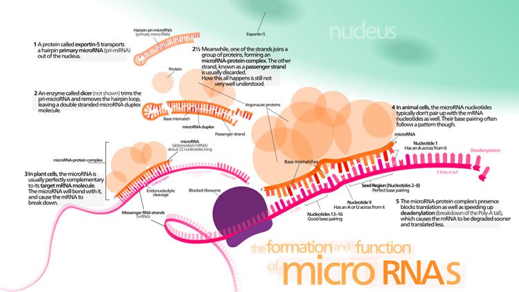 miRNA-cancer-cell-reprogramming