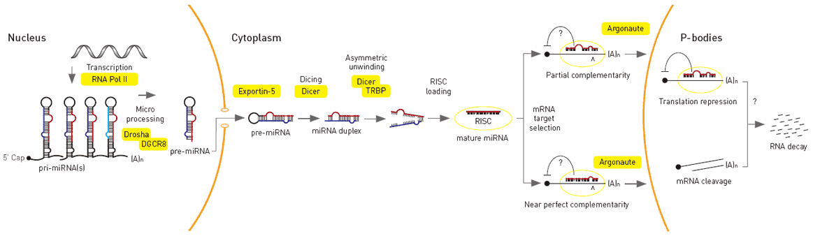 microRNA-biogenesis-L