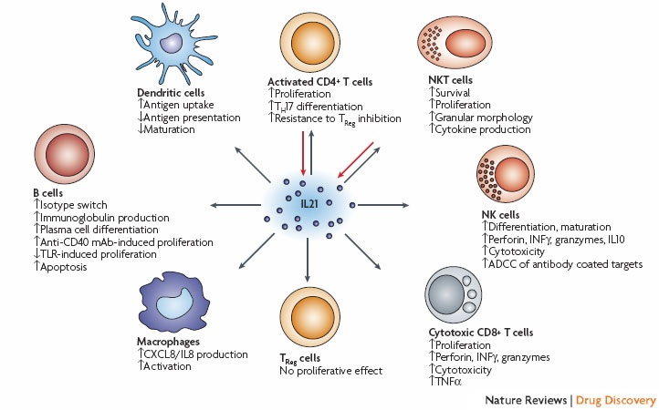 Interleukin 21 (IL21) is secreted by activated CD4+ T cells, T-follicular helper cells and natural killer T (NKT) cells19, 20, 21, and is able to modulate the activity of most lymphocyte subsets. The listed effects on CD4+ T cells19, 119, 120, 121 and CD8+ T cells19, 26, 33,45, 55 have been observed after IL21 stimulation together with T-cell receptor (TCR) stimulation or other activating cytokines (IL2, IL15), whereas the effects on NK cells19, 24, 39, 43, 44 also require other activating cytokines or activation through Fc receptors. It has been reported that IL21 does not have any direct effects on regulatory T (TReg) cells in mice35, but does suppress FOXP3 in human CD4+ T cells32. Other B-cell stimulatory agents (cytokines, immunoglobulins, Toll-like receptor (TLR) agonists, CD40 ligation) is also required for the listed effects on B cells19, 27, 119, 122, 123, 124, 125, 126, 127, dendritic cells128, 129 and macrophages130, 131. ADCC, antibody-dependent cellular cytotoxicity; IFN , interferon- ; mAb, monoclonal antibody; TH17, T-helper cell 17; TNF , tumour necrosis factor- . http://www.nature.com/nrd/journal/v7/n3/fig_tab/nrd2482_F1.html
