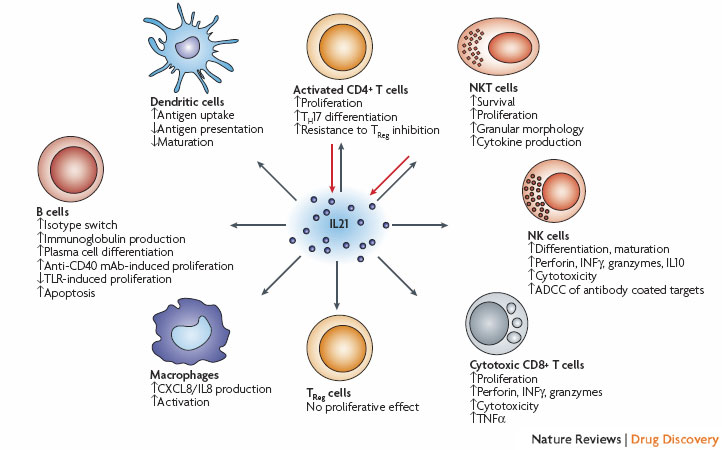 cytotoxic t cells cancer