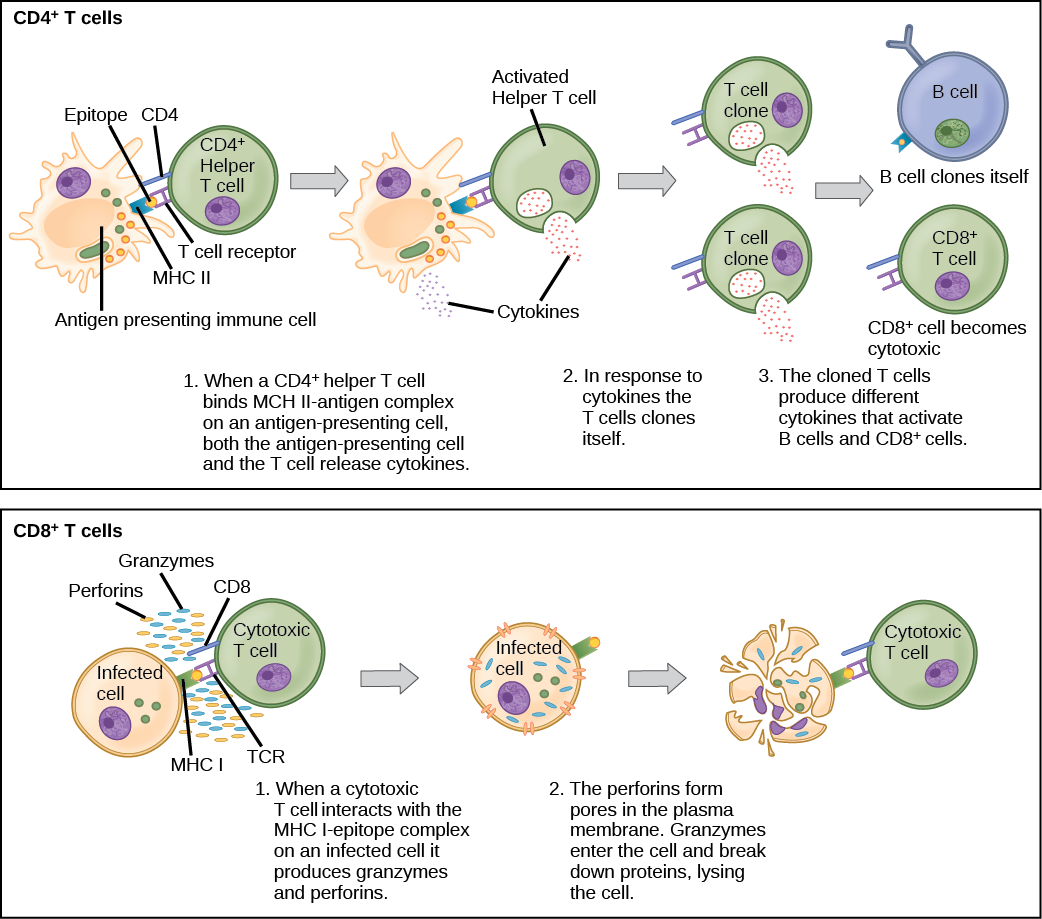 Imaginabs Minibodies For Cd8 T Cell Targeting Select Optimal