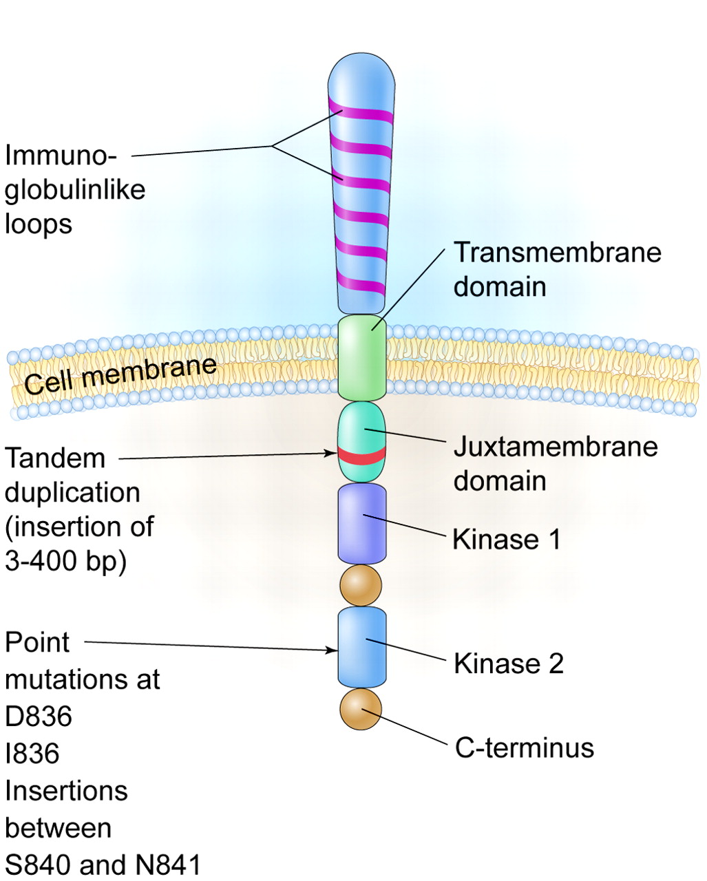 A schematic diagram of the FLT3 receptor tyrosine kinase showing the location of the internal tandem duplication of genes within the juxtamembrane domain and point mutations and gene insertions in the second kinase domain. http://www.bloodjournal.org/content/106/10/3331?sso-checked=true