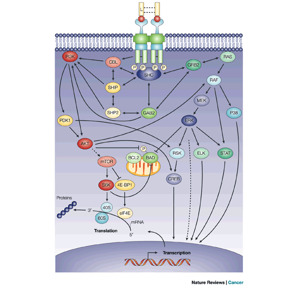 Although the FMS-like tyrosine kinase 3 (FLT3) signaling cascade has not been definitively characterized, this figure shows some of the complex associations and downstream effects that probably occur after activation of FLT3. Binding of FLT3 ligand (L) to FLT3 triggers the PI3K (phosphatidylinositol 3-kinase) and RAS pathways, leading to increased cell proliferation and the inhibition of apoptosis. PI3K activity is probably regulated through various interactions between FLT3, SH2-containing sequence proteins (SHCs) and one or more other proteins, such as SH2-domain-containing inositol phosphatase (SHIP), SH2-domain-containing protein tyrosine phosphatase 2 (SHP2), CBL (a proto-oncogene) and GRB2-binding protein (GAB2). Activated PI3K stimulates downstream proteins such as 3-phosphoinositide-dependent protein kinase 1 (PDK1), protein kinase B (PKB/AKT) and the mammalian target of rapamycin (mTOR), which initiate the transcription and translation of crucial regulatory genes through the activation of p70 S6 kinase (S6K) and the inhibition of eukaryotic initiation factor 4E-binding protein (4E-BP1). In addition, PI3K activation blocks apoptosis through phosphorylation of the pro-apoptotic BCL2-family protein BAD (BCL2 antagonist of cell death). Activated FLT3 also associates with GRB2 through SHC, so activating RAS. RAS activation stimulates downstream effectors such as RAF, MAPK/ERK kinases (MEKs), extracellular-signal-regulated kinase (ERK), and the 90-kDa ribosomal protein S6 kinase (RSK). These downstream effectors activate cyclic adenosine monophosphate-response element binding protein (CREB), ELK and signal transducer and activators of transcription (STATs), which lead to the transcription of genes involved in proliferation. Both pathways probably also interact with many other anti-apoptotic and cell-cycle proteins, such as WAF1, KIP1 and BRCA1. Solid arrows depict direct associations between proteins, whereas dashed arrows depict associations that have been indicated indirectly. http://www.nature.com/nrc/journal/v3/n9/fig_tab/nrc1169_F3.html