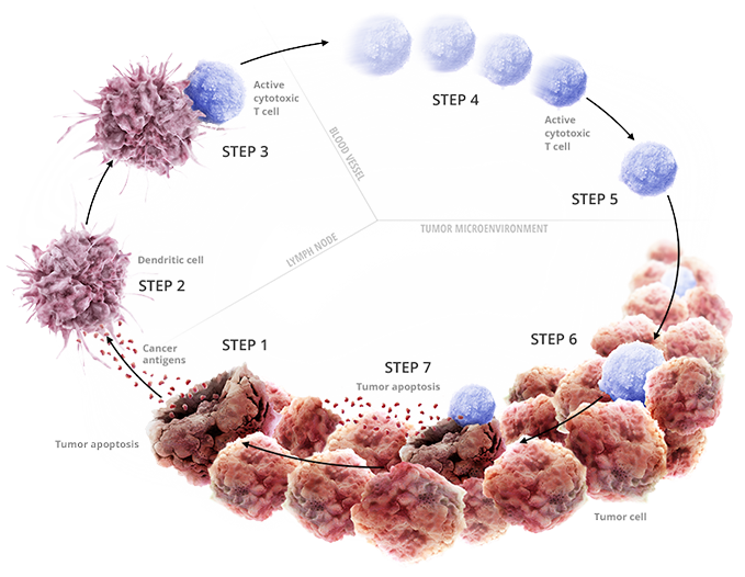 STEPS 1-3: INITIATING AND PROPAGATING ANTICANCER IMMUNITY1 •Oncogenesis leads to the expression of neoantigens that can be captured by dendritic cells • Dendritic cells can present antigens to T cells, priming and activating cytotoxic T cells to attack the cancer cells STEPS 4-5: ACCESSING THE TUMOR1 • Activated T cells travel to the tumor and infiltrate the tumor microenvironment STEPS 6-7: CANCER-CELL RECOGNITION AND INITIATION OF CYTOTOXICITY1 • Activated T cells can recognize and kill target cancer cells • Dying cancer cells release additional cancer antigens, propagating the cancer immunity cycle http://www.researchcancerimmunotherapy.com/overview/cancer-immunity-cycle 