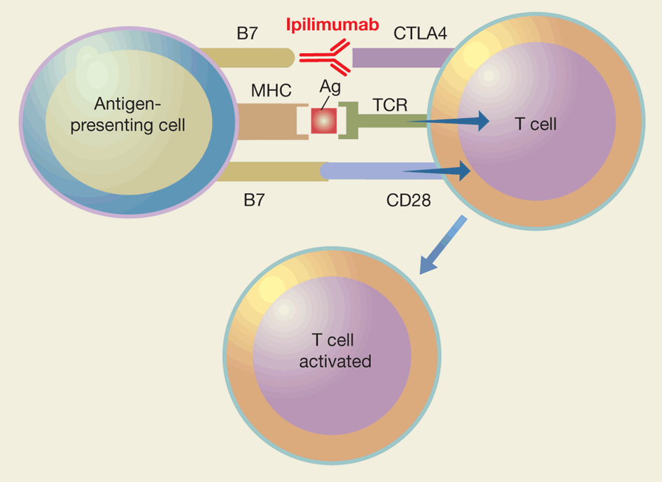 Ipilimumab stimulates antitumor immunity by blocking CTLA4, a natural brake on T cells, and allowing their unimpeded 'costimulation'. http://www.nature.com/nbt/journal/v28/n8/fig_tab/nbt0810-763_ft.html