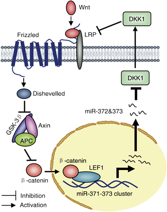 A scheme showing an oncogenic regulatory feedback loop between miR-372&373 and the Wnt/β-catenin-signaling pathway. The miR-371-373 cluster of miRNAs is transcriptionally activated by β-catenin/LEF1 and miR-372&373 represses the DKK1 protein (perhaps TGFBR2, BTG1 and LEFTY1, in addition), which serves as a key antagonist of Wnt/β-catenin signaling, thereby further modulating the Wnt/β-catenin-signaling pathway. http://www.nature.com/onc/journal/v31/n24/fig_tab/onc2011461f6.html