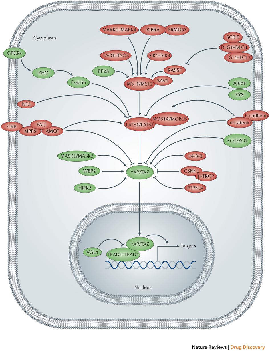 An outline of a cell is depicted, showing the nucleus and the Hippo pathway network. Mammalian Hippo pathway components that promote the activity of Yes-associated protein (YAP) and transcriptional co-activator with PDZ-binding motif (TAZ) are shown in green, whereas those that inhibit YAP and TAZ activity are shown in red. Pointed and blunt arrowheads indicate activating and inhibitory interactions, respectively. AMOT, angiomotin; β-TRCP, β-transducin repeat-containing E3 ubiquitin protein ligase; CSNK1, casein kinase 1; CRB, Crumbs homolog; DLG, discs large homolog; FRMD6, FERM domain-containing protein 6; GPCR, G protein-coupled receptor; HIPK, homeodomain-interacting protein kinase; KIBRA, kidney and brain protein; LATS, large tumour suppressor homolog; LGL, lethal giant larvae protein homolog; MARK, MAP/microtubule affinity-regulating kinase; MASK, multiple ankyrin repeats single KH domain-containing protein; MOB1A, MOB kinase activator 1A; MPP5, membrane protein, palmitoylated 5 (also known as PALS1); MST, mammalian STE20-like protein kinase; NF2, neurofibromin 2 (also known as Merlin); PATJ, PALS1-associated tight junction protein; PP2A, protein phosphatase 2A; PTPN14, protein tyrosine phosphatase, non-receptor type 14; RASSF, RAS association domain-containing family protein; SAV1, Salvador homolog 1; SCRIB, Scribble homolog; SIK, salt-inducible kinase; TAO, thousand and one amino acid protein kinase; TEAD, TEA domain-containing sequence-specific transcription factor; VGL4, vestigial-like protein 4; WBP2, WW domain-binding protein 2; ZO, zona occludens protein; ZYX, Zyxin protein.