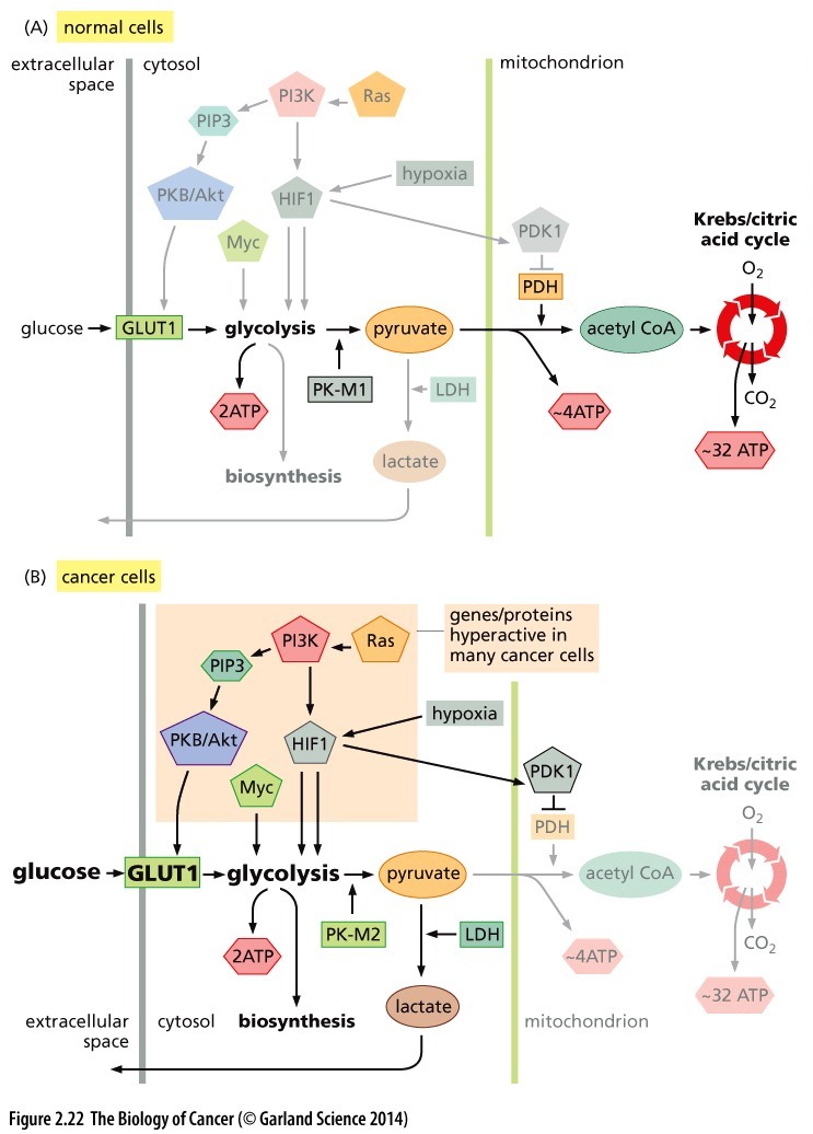 Figure 1: Comparison of the glucose flux through metabolic pathways in normal and cancer cells. A) In non-proliferating cells, glycolysis converts imported glucose into pyruvate (yielding 2 ATP in the process). Pyruvate is transported to the mitochondria where it converted into acetyl CoA (yielding 4 ATP), and finally metabolized in the Krebs cycle (generating 32 ATP). B) In Cancer and normal proliferating cells, entry of pyruvate into the mitochondria does not occur. Instead, lactate dehydrogenase converts pyruvate into lactate (yielding only 2 ATP/molecule of glucose). © 2014 from The Biology of Cancer, 2nd Ed. by Weinberg. Reproduced by permission of Garland Science/Taylor & Francis Group LLC.