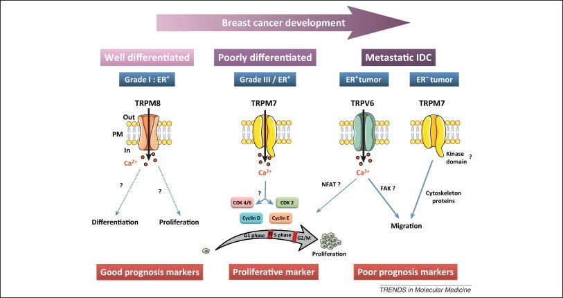 Expression and prognostic significance of TRP channels in breast ductal adenocarcinoma progression. TRPM8 is expressed at the plasma membrane in the estrogen receptor-positive (ER+) well-differentiated breast tumors. In that regard, it could be considered a good prognosis marker in breast adenocarcinoma. TRPM7 is highly expressed in ER+ high-grade tumors with high Ki67 (cell proliferation marker present during all active phases of the cell cycle and absent in G(0)) and large tumor size. TRPM7 is activated at resting state (constitutively activated) and permits Ca2+ entry that stimulates cell cycle progression and, therefore, cell proliferation. In this context, we propose this channel as a proliferative marker in ER+ poorly differentiated breast cancers. TRPM7 and TRPV6 may contribute to metastasis formation in breast cancer. Both TRPV6 and TRPM7 are overexpressed in invasive breast cancer and control cell migration, but their expression depends on the estrogen receptor status. We can thus speculate that TRPV6, which is under estrogen regulation, triggers metastases in ER+ invasive breast cancer through a Ca2+-dependent mechanism. Conversely, in the more aggressive estrogen-insensitive cell phenotype, characterized by a poor prognosis, the metastases are governed by TRPM7 via an interaction with cytoskeleton proteins. Thus, TRPV6 and TRPM7 are considered markers of poor prognosis in ER+ and estrogen receptor-negative (ER–) metastatic ductal carcinoma, respectively. FAK, focal adhesion kinase; NFAT, nuclear factor activated T cells. (Illustrations courtesy of Servier Medical Art.). http://www.cell.com/trends/molecular-medicine/fulltext/S1471-4914(12)00223-7