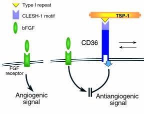 Angiogenesis induced by bFGF (left) is inhibited by TSP-1 through the interaction of the TSP type I repeat with the CLESH-1 domain of the signaling receptor CD36. http://www.jci.org/articles/view/9061/figure/9