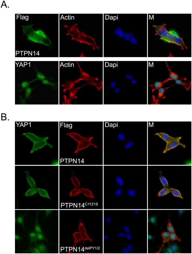 PTPN14 induces translocation of YAP1 from the nucleus to the cytoplasm. (A) Cellular localization of PTPN14 and YAP1 in HEK293 cells. Cells were transfected with constructs encoding SFB-tagged PTPN14. The cellular localization of PTPN14 was detected by anti-Flag immunostaining. The localization of endogenous YAP1 was detected by immunostaining using anti-YAP1 antibody. Actin filaments were labeled with TRITC-conjugated phalloidin. Nuclei were stained by DAPI. (M) Merged. (B) PY motifs of PTPN14 were required for YAP1 translocation. The localization of endogenous YAP1 was detected by anti-YAP1 antibody in HEK293 cells expressing the indicated SFB-tagged PTPN14 mutants. The localizations of SFB-tagged PTPN14 mutants were detected with anti-Flag antibody. Nuclei were stained by DAPI. (M) Merged. http://genesdev.cshlp.org/content/26/17/1959.full