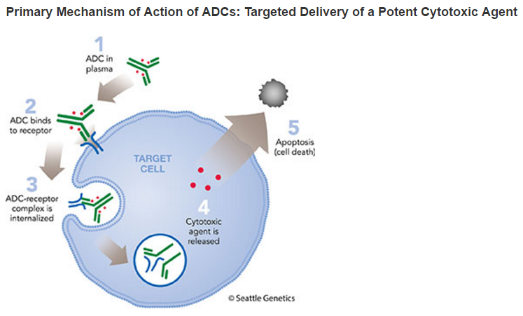 ADC mechanism of action
