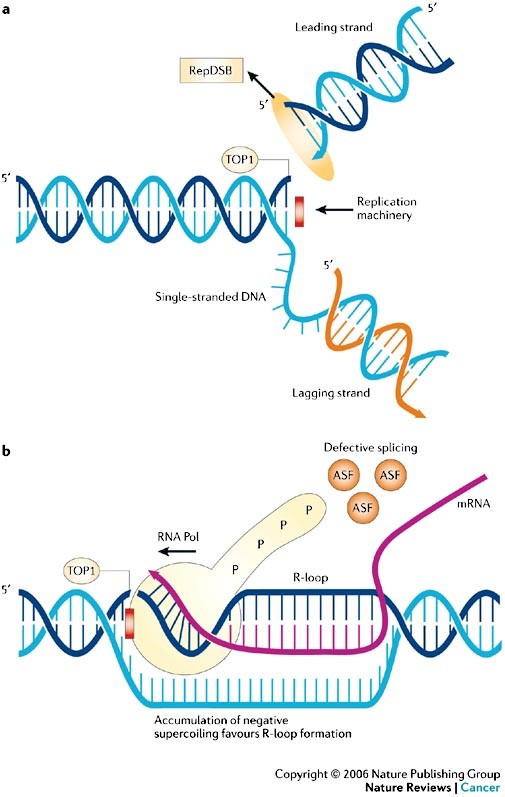 Human DNA topoisomerase I is an essential enzyme that relaxes DNA supercoiling during replication and transcription. Top1 generates DNA single-strand breaks that allow rotation of the cleaved strand around the double helix axis. Top1 also religates the cleaved strand to reestablish intact duplex DNA. The Top1-DNA intermediates, known as cleavage complexes, are transient and at low levels under normal circumstances. However, treatment with Top1 inhibitors, such as the camptothecins, stabilize the cleavable complexes, prevent DNA religation and induce lethal DNA strand breaks. Cancer cells are selectively sensitive to the generation of these DNA lesions. http://america.pink/topoisomerase-inhibitor_4493616.html