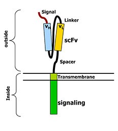 Figure 4: Chimeric Antigen Receptors. This cartoon shows the structure of an artificial T‐cell receptor called a chimeric antigen receptor. These receptors have two parts. One part is outside the cell and has been made from an antibody. This part recognizes a particular protein on the cancer cell’s surface. The second part of the receptor is inside the T‐cell. It sends the T-cell a signal to activate when the outside part of the receptor recognizes a cancer cell. Almost any cancer target can be recognized in this way, and the receptor can transmit very powerful signals to the T‐cell so it fully activates. (http://www.thestiliyanpetrovfoundation.com/cart-t-cell.html)