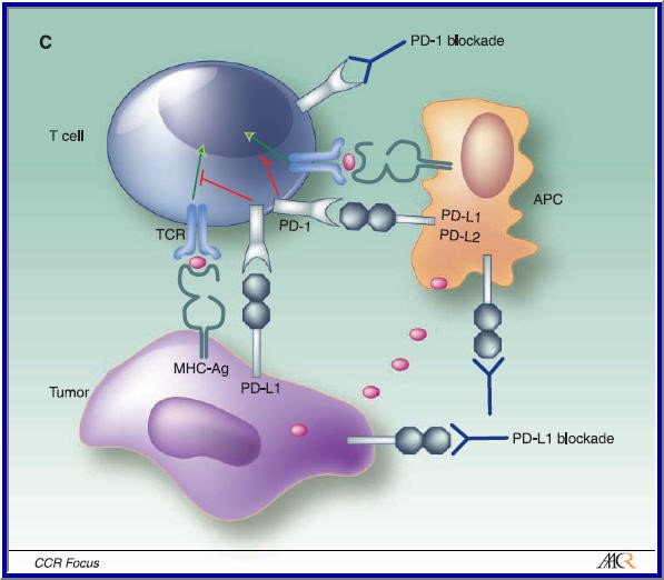 Combination Therapy Of Immune Checkpoint Inhibitors To Combat Lung