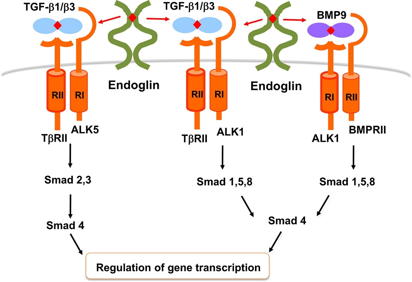 Figure 3: TGF-β and BMP9 signaling pathways in endothelial cells. In endothelial cells, TGF-β1 and –β3 bind to TβRII which then recruits and phosphorylates ALK5 or ALK1. These two type I receptors signal via Smad 2,3 and Smad 1,5,8 respectively. Smad4 is responsible for transfer of Smad complexes to the nucleus where they regulate gene transcription. BMP9 binds to ALK1 and BMPRII and signals via Smad 1,5,8 pathway. Endoglin can modulate all of these pathways in a cell and context-dependent manner. http://www.placentajournal.org/article/S0143-4004(13)00793-5/fulltext