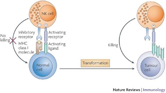 Figure 1: Natural killer (NK)-cell activation is regulated by a balance between signals mediated through activating and inhibitory receptors. Upon cellular transformation, MHC class I ligands for inhibitory receptors are often reduced or lost. In parallel, cellular stress and DNA damage lead to the upregulation of ligands for activating NK-cell receptors on the tumour cell. Together, these events shift the balance towards NK-cell activation and induction of cytolytic effector functions resulting in target-cell killing. During tumour progression, tumour variants may evolve that upregulate ligands for inhibitory receptors and/or lose ligands for activating receptors. These tumours may escape NK-cell-mediated recognition. (http://www.nature.com/nri/journal/v7/n5/fig_tab/nri2073_F1.html)