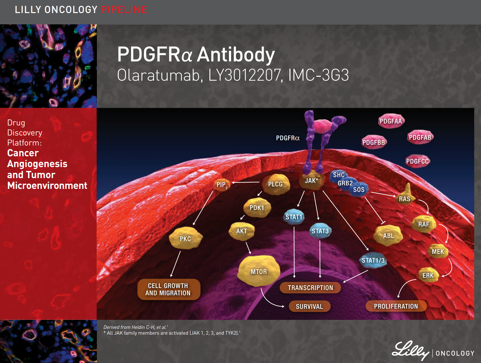 http://www.lillyoncologypipeline.com/_assets/pdf/pdgfra_antibody.pdf