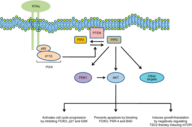 PTEN’s role in the PI3K pathway. Without PTEN converting PIP3 back to PIP3, a number of downstream effectors that induce proliferation, growth and anti-apoptotic proteins are activated The role of PTEN signaling perturbations in cancer and in targeted therapy M Keniry and R Parsons http://www.nature.com/onc/journal/v27/n41/fig_tab/onc2008248f1.html 