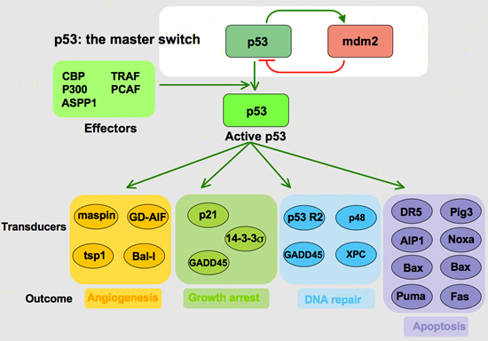 http://p53.free.fr/p53_info/p53_Pathways.html) Figure 3: Overview of the governance of TP53. TP53 is also responsible for inducing its own inhibitor, MDM2.