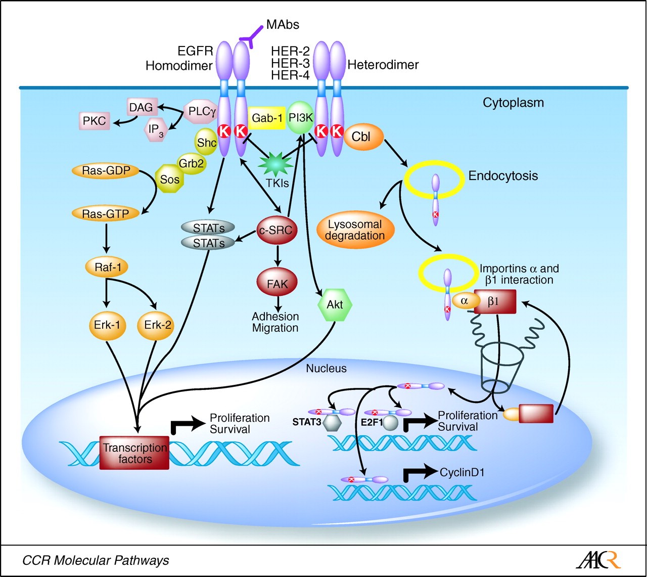 Egfr mutation in lung cancer