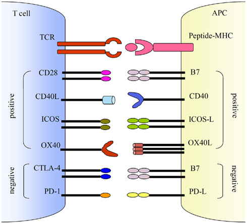 Co-stimulations either enhance or down-regulate T cell activation following the initial TCR and peptide-MHC ligation. Positive co-stimulatory pathways include B7–CD28, CD40L–CD40, ICOS–ICOS-L, and OX40–OX40L. Negative co-stimulatory pathways include B7–CTLA-4 and PD-1–PD-L. http://journal.frontiersin.org/article/10.3389/fmicb.2011.00202/full