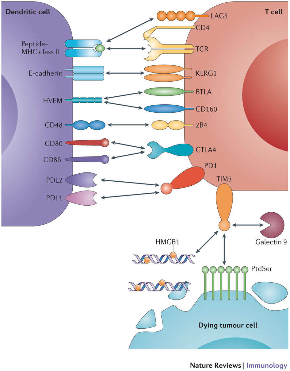 Inhibitory receptors and their ligands are depicted. The receptors include cytotoxic T lymphocyte antigen 4 (CTLA4), programmed cell death protein 1 (PD1), lymphocyte activation gene 3 protein (LAG3), 2B4 (also known as CD244), killer cell lectin-like receptor subfamily G member 1 (KLRG1), CD160, B and T lymphocyte attenuator (BTLA) and T cell immunoglobulin domain and mucin domain 3 (TIM3). Their ligands include CD80, CD86, programmed cell death protein 1 ligand 1 (PDL1), PDL2, MHC class II, CD48, E-cadherin, herpesvirus entry mediator (HVEM), galectin 9, phosphatidylserine (PtdSer) and high-mobility group box 1 protein (HMGB1). Only the interactions that mediate negative regulation are shown; some molecules have binding partners in addition to the ones shown that mediate other functions. In addition to the negative regulatory interactions, the interaction between the T cell receptor (TCR) and peptide–MHC class II is also shown as this is essential for T cell function. Note that dendritic cells also express MHC class I molecules and the negative regulatory interactions shown here can occur between dendritic cells and CD4+ T cells or CD8+ T cells. In this figure, PtdSer and HMGB1 are shown emanating from dying tumour cells. However, a stressed tumour cell could also upregulate these TIM3-binding partners. Bidirectional negative signalling between PDL1 and CD80 has also been described. http://www.nature.com/nri/journal/v15/n1/full/nri3790.html