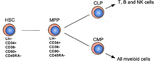 HSC (hematopoietic stem cell), MPP (multipotent progenitors), CLP (Common Lymphoid Progenitor), CMP (Common Myeloid Progenitor). http://hematopoiesis.info/2008/01/21/hierarchy-of-human-hematopoesis-scheme-is-updated/