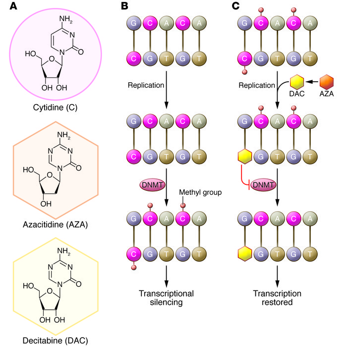 Biological mechanism of action of azacitidine (AZA) and decitabine (DAC). (A) Structures of cytidine, azacitidine, and decitabine. (B) DNMTs methylate cytidine. Methylation of cytidine in gene promoter regions blocks the binding of transcription factors, leading to epigenetic silencing. DNMTs aberrantly methylate tumor suppressor genes in hematological malignancies and other cancers. (C) Azacitidine is converted to decitabine and is then incorporated into DNA in place of cytidine during replication. Both azacitidine and decitabine inactivate DNMTs, preventing gene methylation. The resultant hypomethylation leads to the transcription of previously silenced genes. Notably, azacitidine, but not decitabine, can be incorporated directly into RNA, inhibiting protein synthesis. https://www.jci.org/articles/view/69739/figure/1 